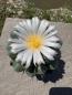 Preview: Thelocactus conothelos